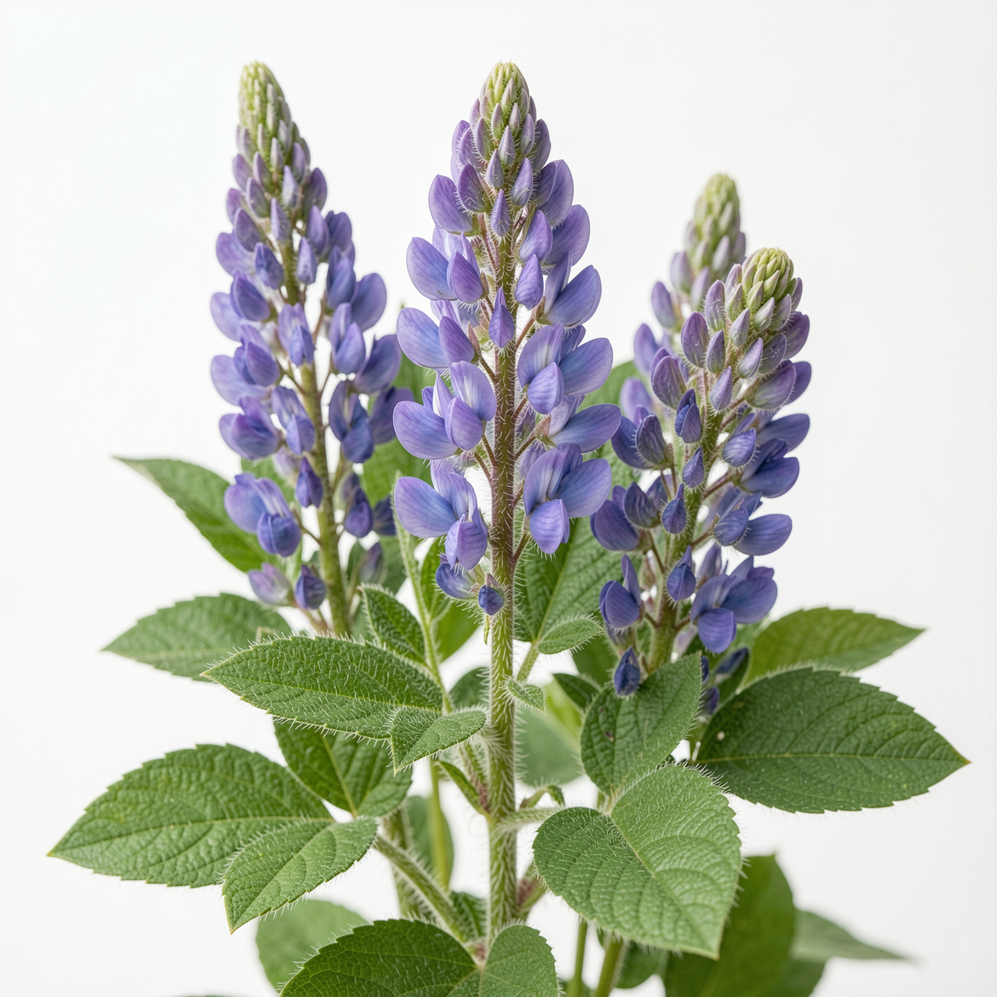 Bakuchiol — Psoralea corylifolia flower