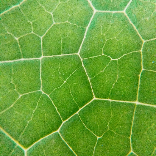 Botanical detail